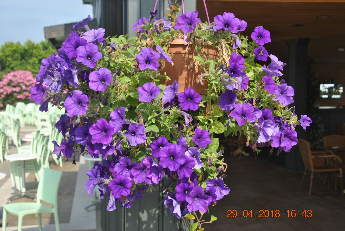 imagini hotel LIMAK LARA